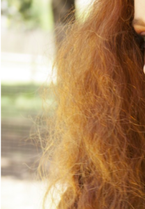 A close-up of dry, strawberry-blonde hair.